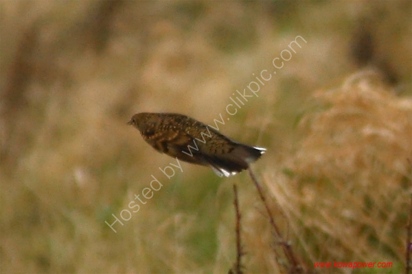White's Thrush